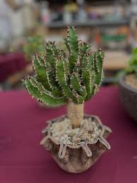 Image result for Euphorbia cooperi