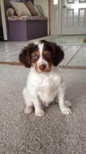Foxy is a queensland heeler brittany spaniel cross. Akc Brittany Spaniel Tri Color For Sale In Yakima Washington Classified Americanlisted Com