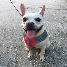 Lara Frenchielara Larayi Lara Funny Love Frenchies Frenchies Frenchiesofinsta Frenchiesoftheworld Bulldogfrances Bulldoglove Frenchbulldog French Mit Bildern