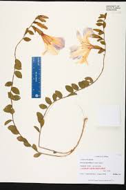 Image result for Bonamia spectabilis