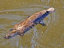 Platypus Wikipedia But platypuses are real, 43) (e) platypuses have a nose iike a duck, webbed feet iike a duck, soft brown fur on their body and a long, flat tail iike a beaver. platypus wikipedia