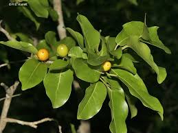 Image result for Drypetes gerrardii