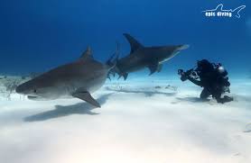 The second and third most common depths for these kinds of attacks are 11 to 20 feet and zero to 5. Tiger Beach Bahamas 5 Common Shark Diving Mistakes Epic Diving