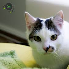 3,339 likes · 3 talking about this. Cep I Porhyria Type I Cat Genimal Biotechnologies