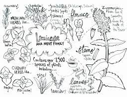 Coloring Pages Of Lavender Flowers Fresh Legend Of The Bluebonnet Coloring Page Roamandfit Color Jungle Coloring Pages Anatomy Coloring Book Coloring Pages