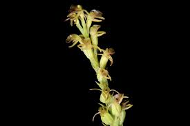 Image result for Liparis harketii