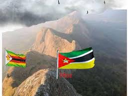 Image result for Olinia chimanimani