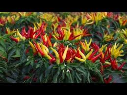 Cara Baru Tanam Cabai Agar Cepat Berbuah Dan Panen Melimpah Youtube Taman Buah Kebun Sayur Perkebunan Sayur