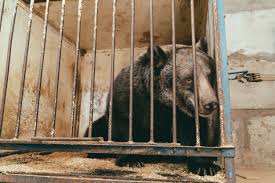 Circus Bear That Lived in Tiny Cage Most of Its Life Finally Rescued -  Newsweek