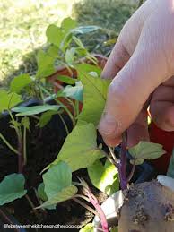 Place the sweet potato in a container of water. Homegrown Slips To Grow Your Own Sweet Potato Vine