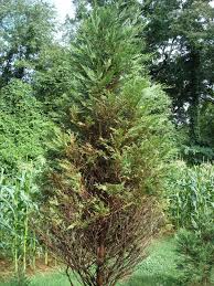 We did not find results for: Draft Genome Assembly Of Passalora Sequoiae A Needle Blight Pathogen On Leyland Cypress Bmc Research Notes Full Text