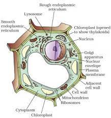 Name the longest animal cell class 9. Ncert Solutions Class 9 Science Chapter 5 The Fundamental Unit Of Life