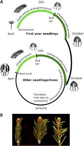 This tree should be given plenty of room and is ideal for spaces needing a fast growing screen. A Summary Of The Annual Growth Cycle Of Norway Spruce See Text For Download Scientific Diagram