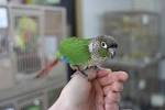 pictures of 2 parrots talking back to ocd book