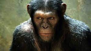 Portrayed, is a pair of hyacinth macaws, the gentle giants of the macaw species. Rise Of The Planet Of The Apes Full Movie Video Dailymotion