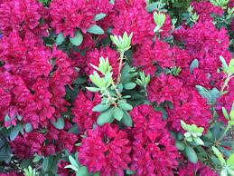 Francesca Rhododendron Rainier Rhododendrons Front Landscaping Rhododendron Landscape