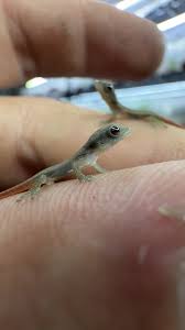 Image result for Ficus conraui