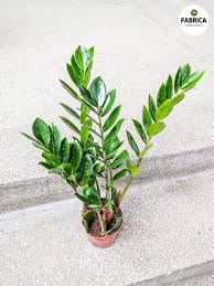 Image result for Zamiokulkas Zamioculcas