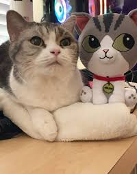 Pin By Sarcastic Taurus On Hermitcraft In 2021 Cute Baby Animals Baby Animals Animals