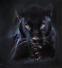 I See You By Olga Shiropaeva On 500px Wild Cats Animals Beautiful Big Cats