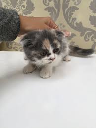 الدولة Uae رقم الموبايل 0555036923 معلومات عن الإعلان Kittens For Sale They Re A Mix Of D Cats And Kittens Cute Cartoon Animals Cats Illustration