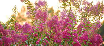 Maybe you would like to learn more about one of these? Texas Landscaping Plants Landscape Designer Picks Abc Blog