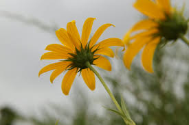 Yellow flower in tilt shift lens photo