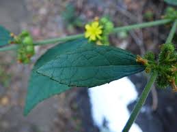 Image result for Triumfetta pentandra