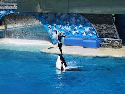 Sea World Orca Show Sea World Dream Vacations Sea Aquarium