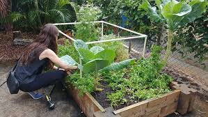 Search our extensive houseplant guide and find plant care advice for your specific indoor houseplants. Where To Plant Your Home Garden University Of HawaiÊ»i System News