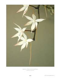 Image result for Aerangis