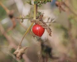 Image result for Kedrostis foetidissima