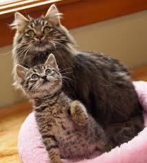 How much do maine coon cats live? Maine Coon Adoptions Rescues The Dogs Of The Cat World Catster