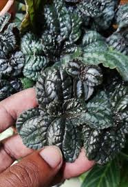 Image result for Pilea angolensis
