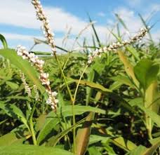 Image result for Aeschynomene glauca