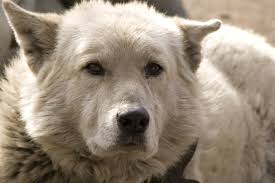 Frontline impact stays on for around 48 hours. How Soon To Bathe A Dog After Flea Treatment Animals Mom Com