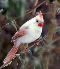 Brown Birds That Look Like Cardinals A Leucistic Cardinal Normally Male Cardinals Are Red With A Black Face And Females Are Brown With Red Ting Rare Albino Animals Albino Animals Beautiful Birds