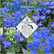 Flowering plants for delivery today. Delphinium Florida Friendly Plants