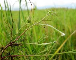 Image result for Cycnium recurvum