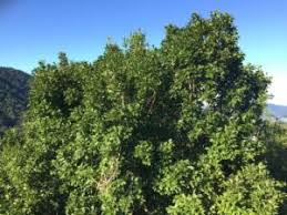 Image result for Homalium