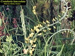 Image result for Crotalaria valida