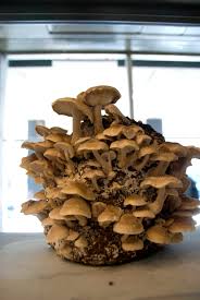 Image result for Lentinus edodes