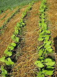 If you've never heard of green crop bush beans, you may need more information. Best Garden Bush Bean Varieties Finegardening