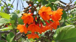 Image result for Cordia senegalensis
