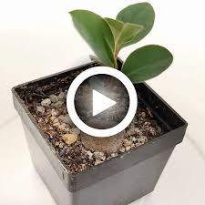 Image result for Monadenium pedunculatum