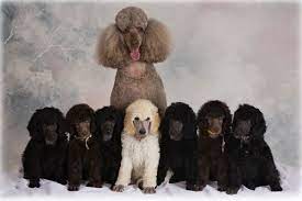 Can I Have One Poodle Puppy Poodle Puppy Standard Poodle Dog