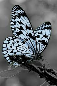 Black And White Striped Insect With Wings Pin By Toni Marion On Butterflies Beautiful Butterflies Insects Butterfly