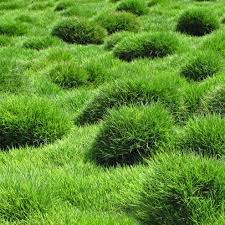Zoysia grass and lawn maintenance. How To Grow And Care For Zoysia Grass