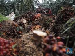 Inilah daftar harga sawit hari ini di bulan november 2020 yang diperoleh dari berbagai sumber,harga tbs sawit hari ini atau harga. Tak Tertolong Harga Cpo Anjlok Nyaris 1 Hari Ini