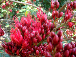 Image result for Schotia capitata